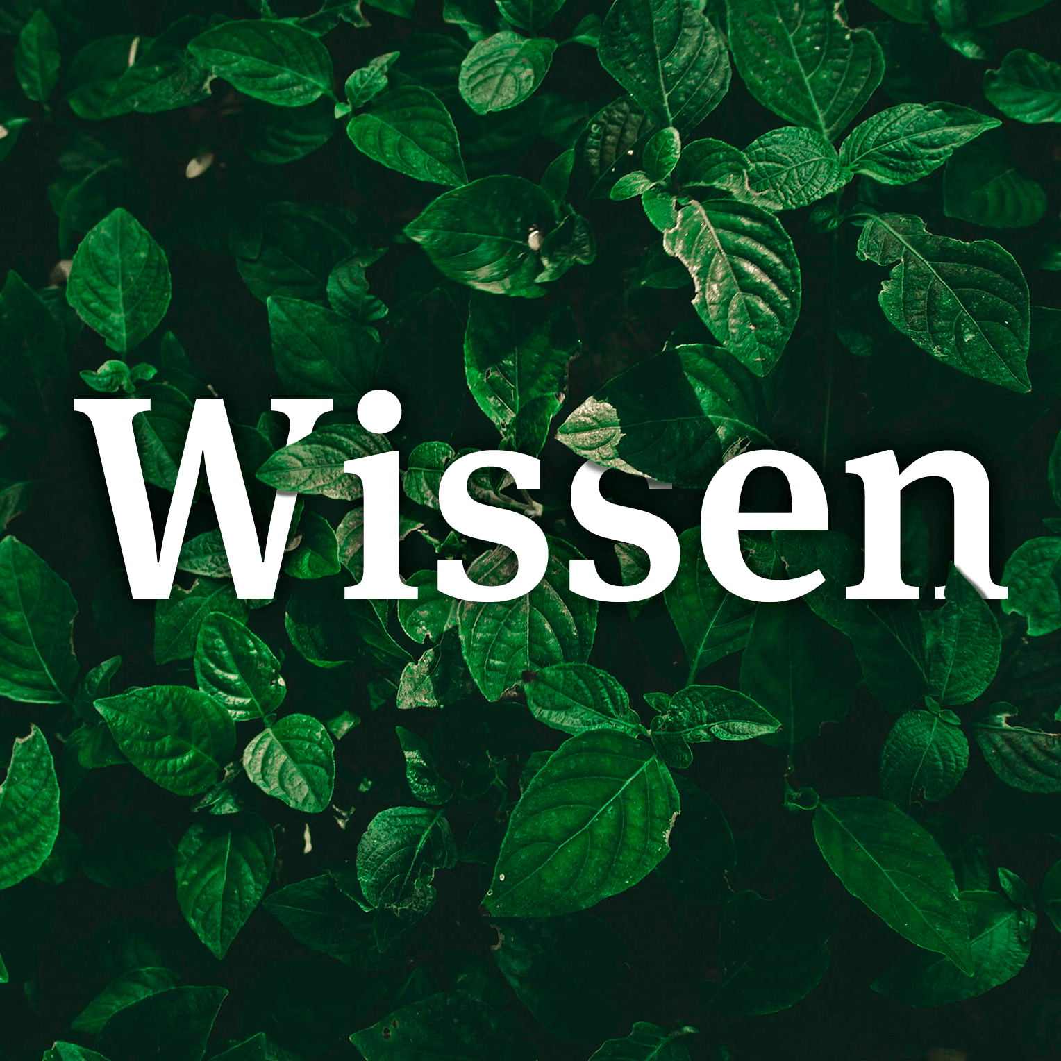 Wissen
