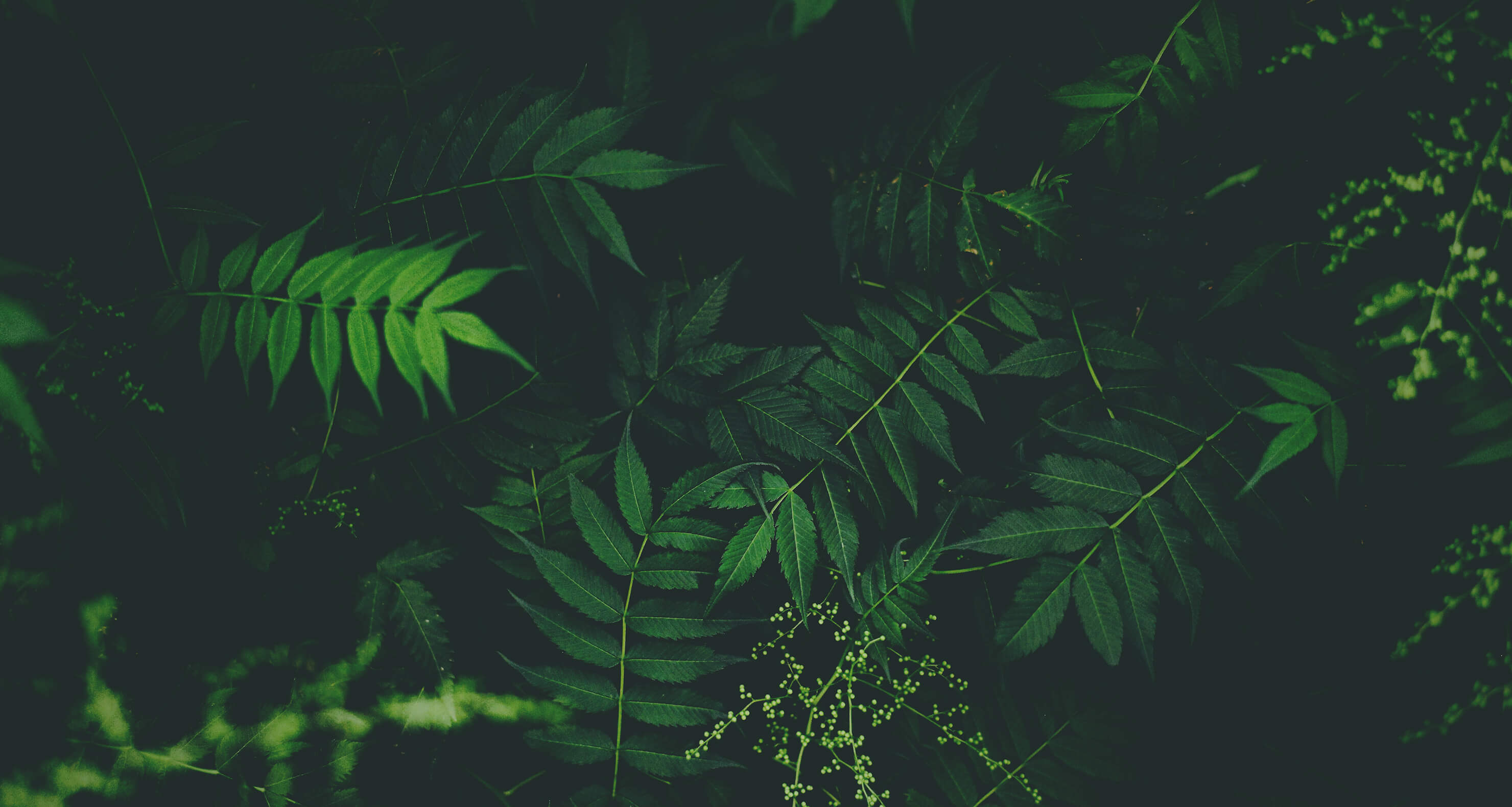 Dunkelgrüne Blätter im Wald