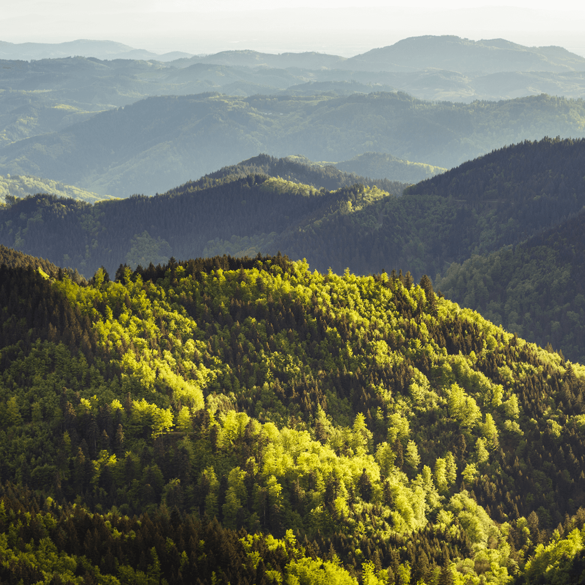 Schwarzwaldlandschaft