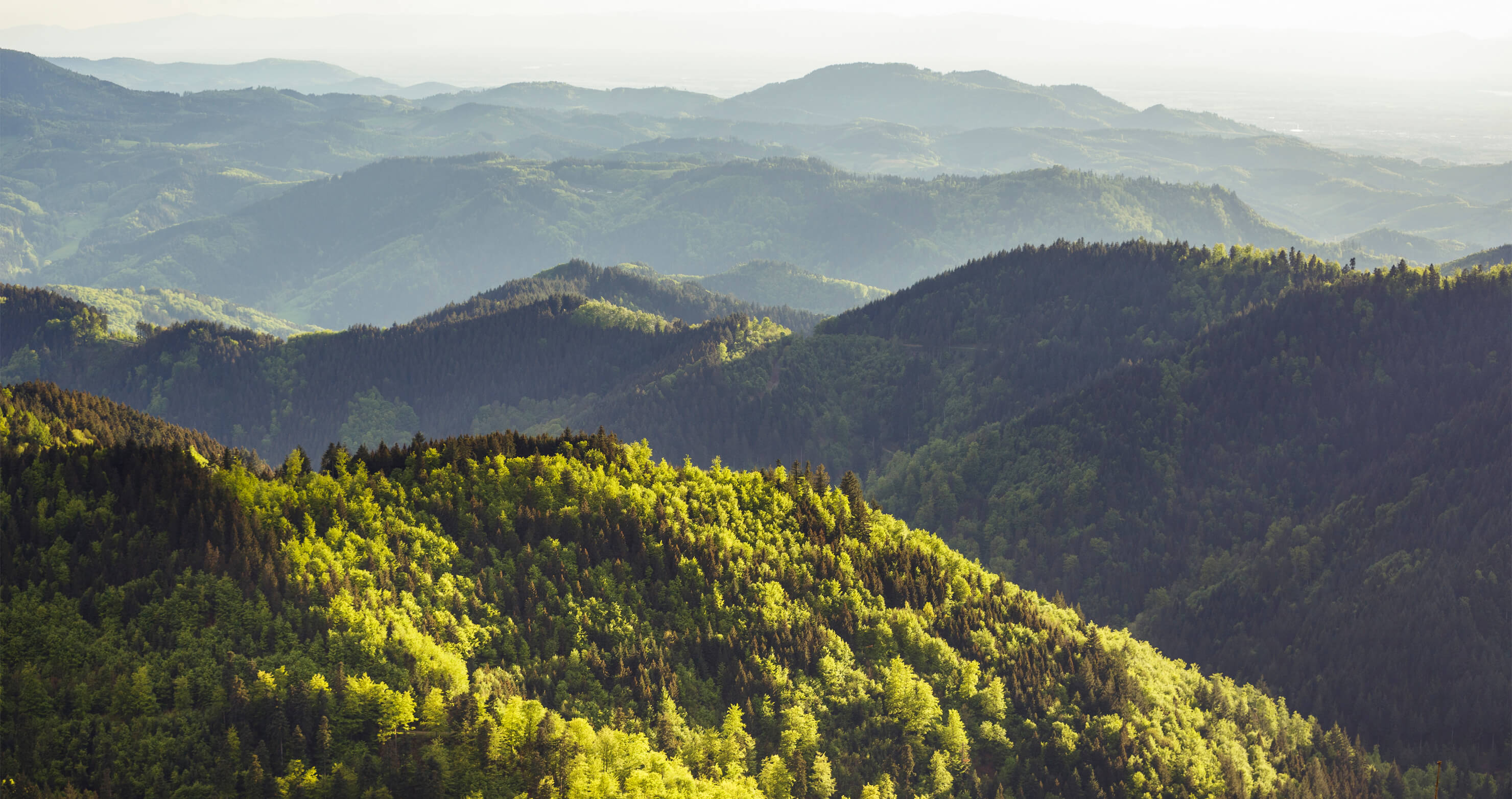Schwarzwaldlandschaft